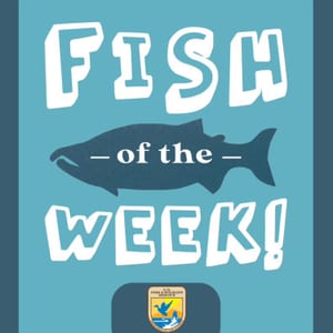 Fish of the Week!