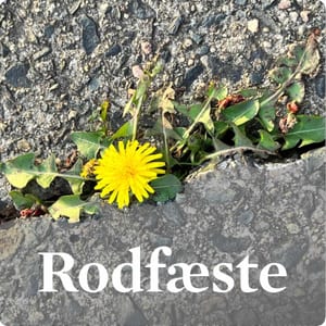 Rodfæste